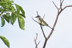 Tyrannus melancholicus × savana