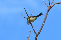 Tyrannus melancholicus × savana