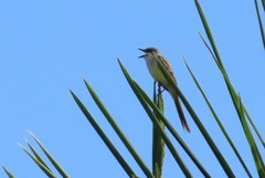 Tyrannus melancholicus × savana