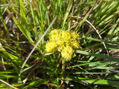 Lomatium caruifolium caruifolium