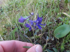 Delphinium decorum
