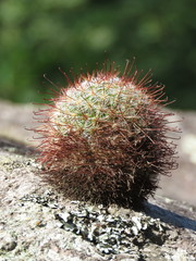 Mammillaria jaliscana jaliscana