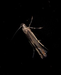 Thiotricha atractodes