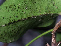 Stephanitis subfasciata