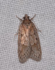 Acantholena