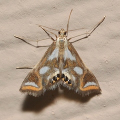 Chrysendeton imitabilis