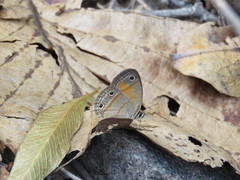 Cissia cleophes
