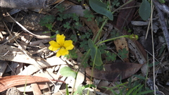 Goodenia glabra