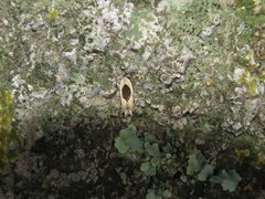 Battaristis cyclella