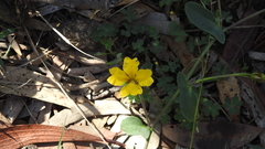 Goodenia glabra