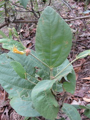 Triumfetta polyandra