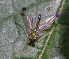 Amblypsilopus zonatus