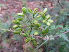 Arracacia pringlei