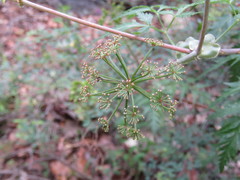 Arracacia pringlei