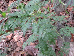 Arracacia pringlei