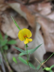 Zornia diphylla