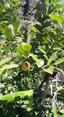 Psidium cattleyanum