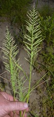 Leptochloa panicoides