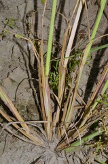 Leptochloa panicoides