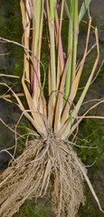 Leptochloa panicoides