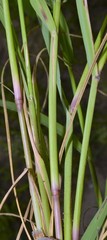 Leptochloa panicoides