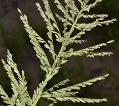 Leptochloa panicoides