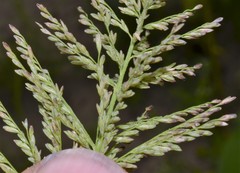 Leptochloa panicoides