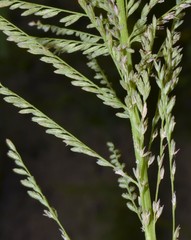 Leptochloa panicoides