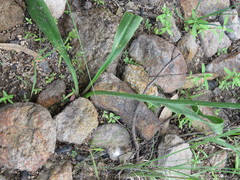Prochnyanthes mexicana
