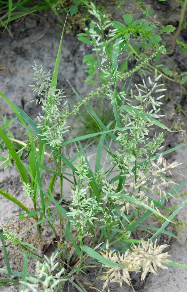 Lovegrasses and Allies