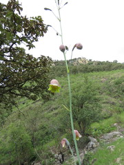 Prochnyanthes mexicana