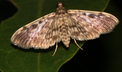 Rhimphaliodes macrostigma