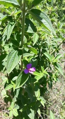 Pleroma semidecandrum