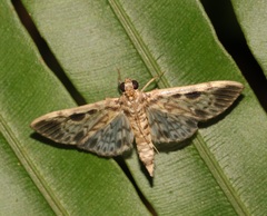 Rhimphaliodes macrostigma
