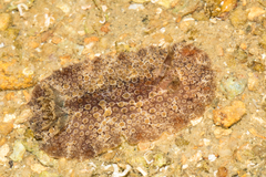 Carminodoris