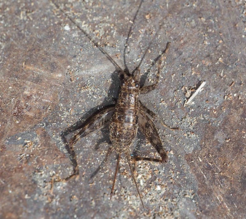 Lucienia