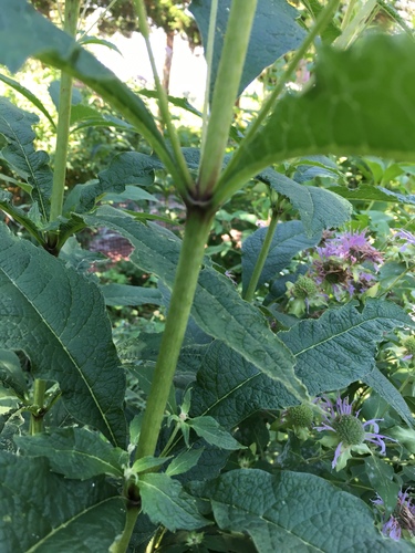 Cambarazinho (Eupatorium laevigatum)