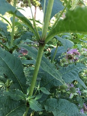 Sweet Joe-Pye weed
