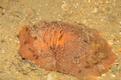 Nudipleura