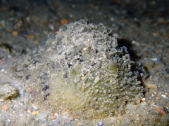 Carminodoris