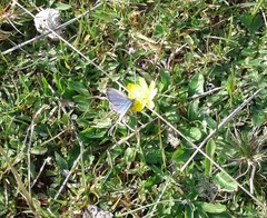 Zizina otis labradus