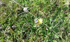 Zizina otis labradus