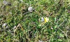 Zizina otis labradus