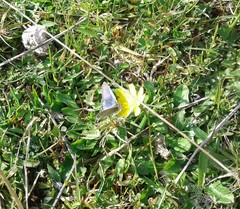 Zizina otis labradus