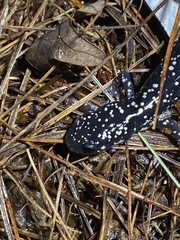 Plethodon glutinosus