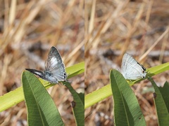 Hypolycaena phorbas
