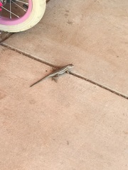 Sceloporus occidentalis longipes
