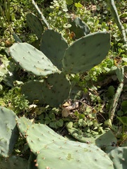Opuntia