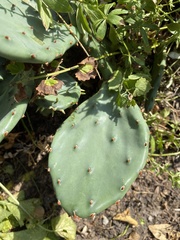 Opuntia