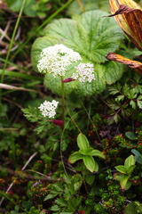 Conioselinum chinense